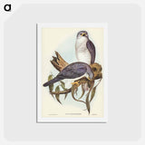 アートポストカード-New Holland Goshawk
 - ジョン グールド Postcard.