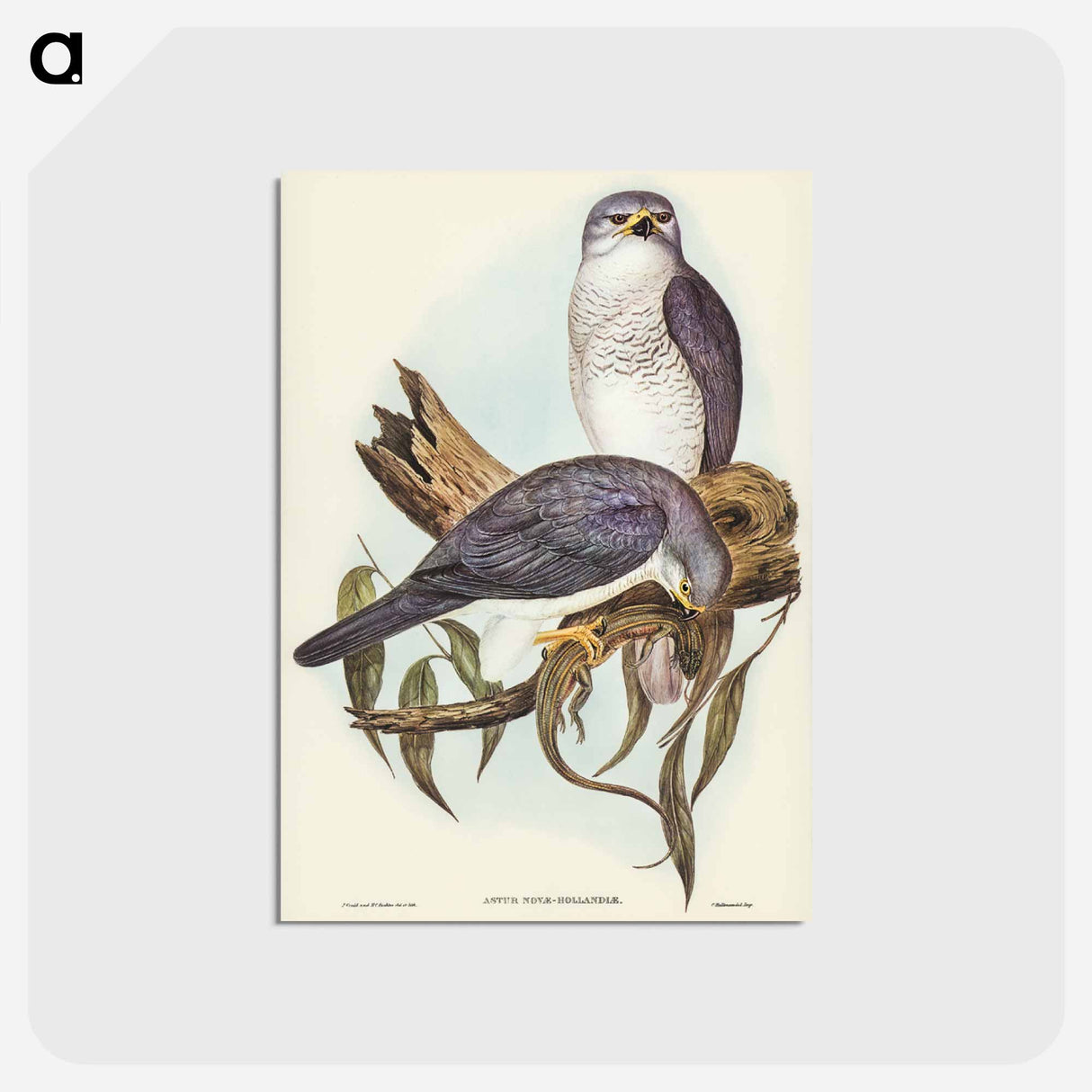 アートポストカード-New Holland Goshawk
 - ジョン グールド Postcard.