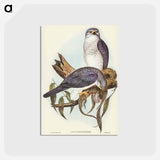 アートポストカード-New Holland Goshawk
 - ジョン グールド Postcard.