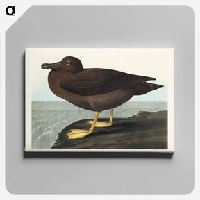 アートパネル-Dusky Albatros
 - ジョン ジェームス オーデュボン Canvas.