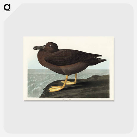 アートポストカード-Dusky Albatros
 - ジョン ジェームス オーデュボン Postcard.