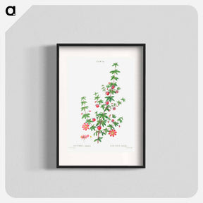 アートポスター-Madder-leaved bauera - ピエール ジョゼフ ルドゥーテ Poster.