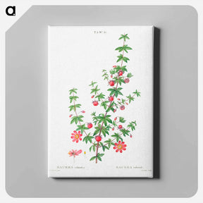 アートパネル-Madder-leaved bauera - ピエール ジョゼフ ルドゥーテ Canvas.