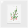 アートポストカード-Madder-leaved bauera - ピエール ジョゼフ ルドゥーテ Postcard.