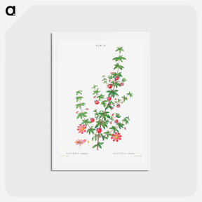 アートポストカード-Madder-leaved bauera - ピエール ジョゼフ ルドゥーテ Postcard.
