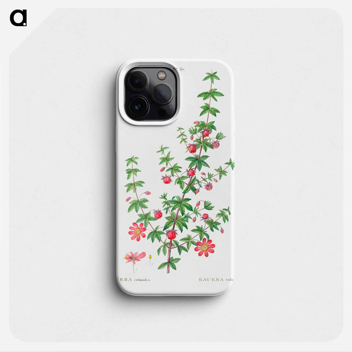 Madder-leaved bauera - Pierre Joseph Redouté Phone Case.