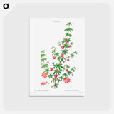 アートポストカード-Madder-leaved bauera - ピエール ジョゼフ ルドゥーテ Postcard.