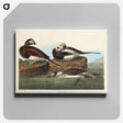 アートパネル-Long-tailed Duck from Birds of America
 - アメリカの鳥たち Canvas.