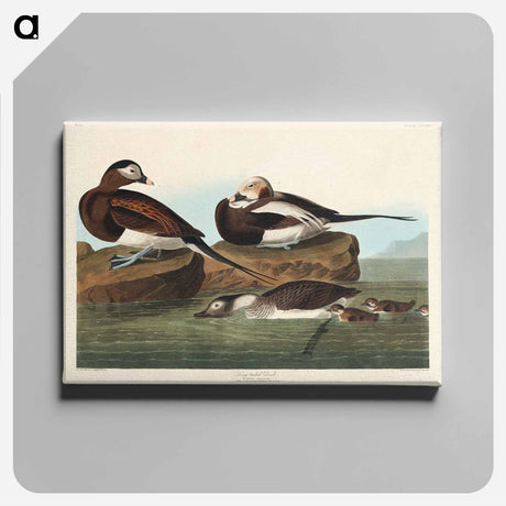 アートパネル-Long-tailed Duck from Birds of America
 - アメリカの鳥たち Canvas.
