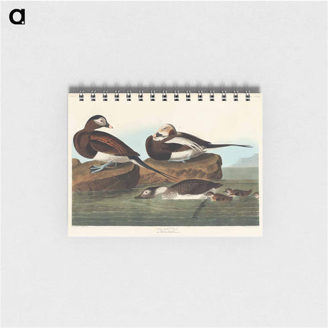 アートメモ帳-Long-tailed Duck from Birds of America
 - アメリカの鳥たち Memo.