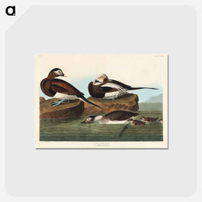 アートポストカード-Long-tailed Duck from Birds of America
 - アメリカの鳥たち Postcard.