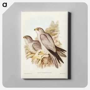 アートパネル-Gray Falcon
 - オーストラリアの鳥 Canvas.