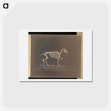 アートポストカード-Trotting
 - エドワード マイブリッジ Postcard.