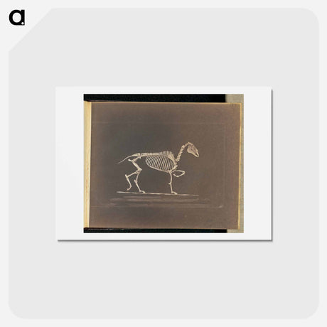 アートポストカード-Trotting
 - エドワード マイブリッジ Postcard.