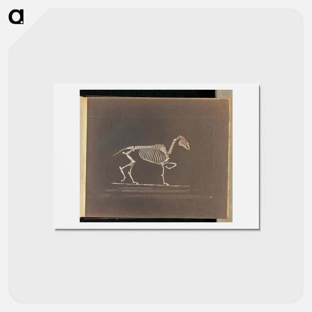 アートポストカード-Trotting
 - エドワード マイブリッジ Postcard.