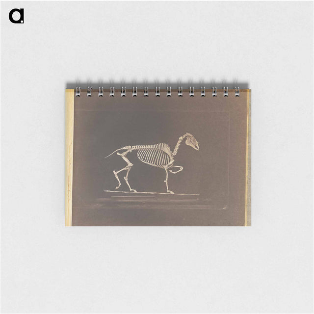 アートメモ帳-Trotting
 - エドワード マイブリッジ Memo.