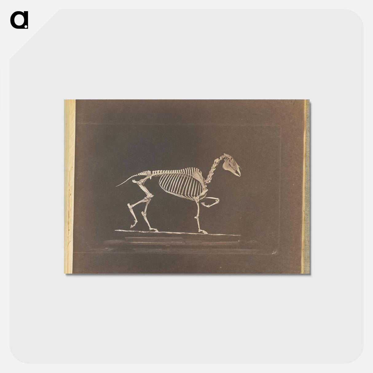 アートポストカード-Trotting
 - エドワード マイブリッジ Postcard.