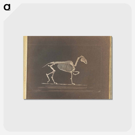 アートポストカード-Trotting
 - エドワード マイブリッジ Postcard.