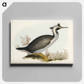 アートパネル-Spotted Cormorant
 - ジョン グールド Canvas.