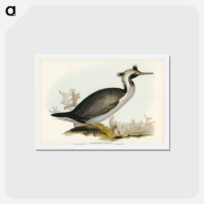 アートポストカード-Spotted Cormorant
 - ジョン グールド Postcard.