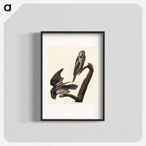 アートポスター-Hawk Owl from Birds of America
 - ジョン ジェームス オーデュボン Poster.