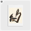 アートポストカード-Hawk Owl from Birds of America
 - ジョン ジェームス オーデュボン Postcard.