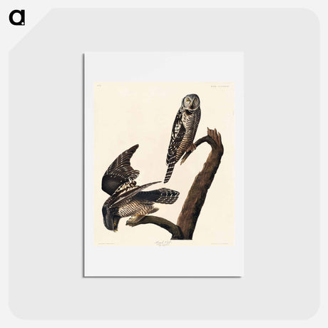 アートポストカード-Hawk Owl from Birds of America
 - ジョン ジェームス オーデュボン Postcard.