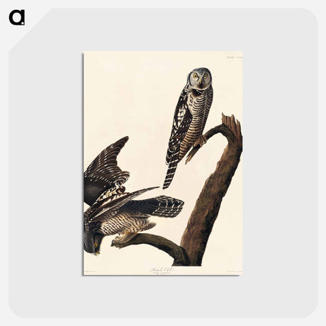 アートポストカード-Hawk Owl from Birds of America
 - ジョン ジェームス オーデュボン Postcard.