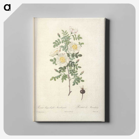 4-77_Pierre-Joseph-Redoute_canvas
