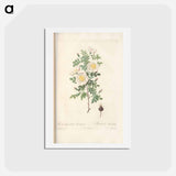 アートポストカード-Rose illustration - ピエール ジョゼフ ルドゥーテ Postcard.