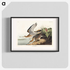 アートポスター-Bartram Sandpiper from Birds of America
 - アメリカの鳥たち Poster.