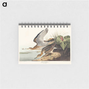 アートメモ帳-Bartram Sandpiper from Birds of America
 - アメリカの鳥たち Memo.