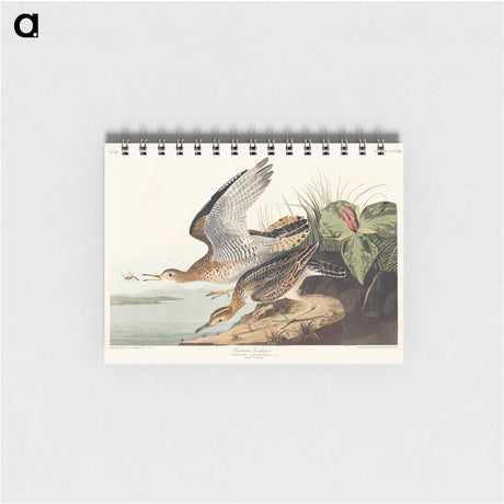 アートメモ帳-Bartram Sandpiper from Birds of America
 - アメリカの鳥たち Memo.