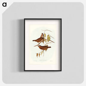 アートポスター-Crested Oreoica
 - オーストラリアの鳥 Poster.