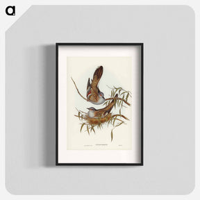 アートポスター-Crested Pigeon
 - ジョン グールド Poster.