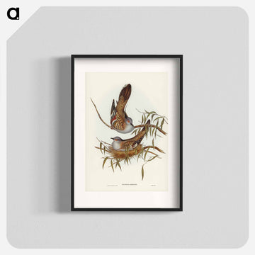 Crested Pigeon
 - ジョン グールド Poster.
