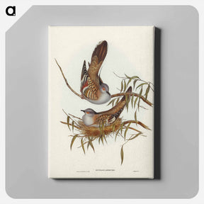 アートパネル-Crested Pigeon
 - ジョン グールド Canvas.