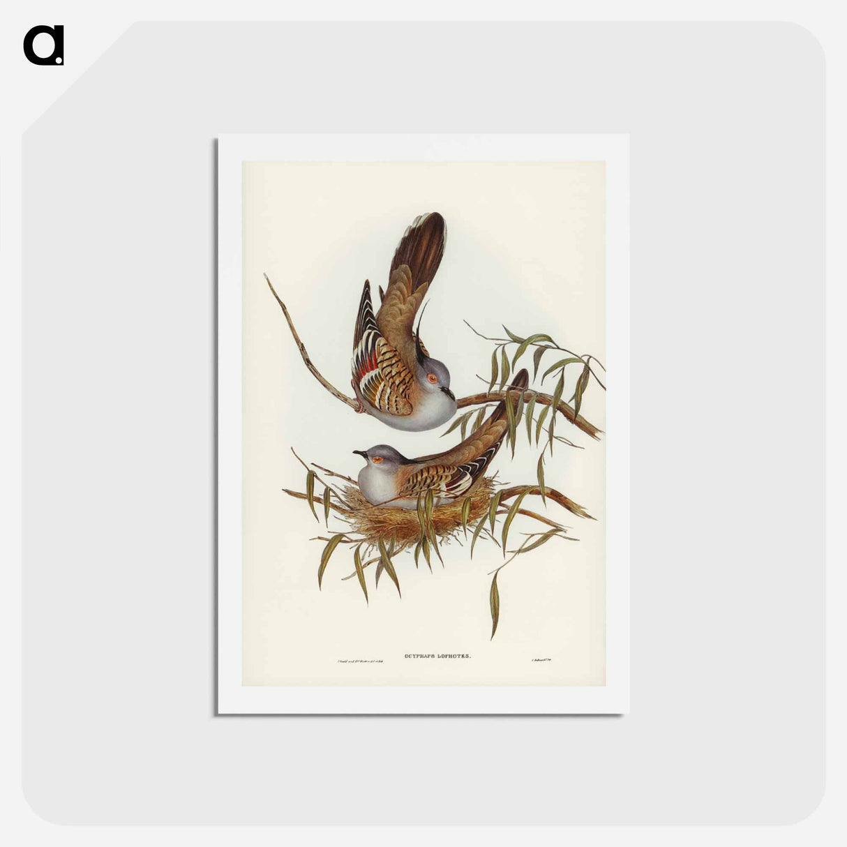 アートポストカード-Crested Pigeon
 - ジョン グールド Postcard.