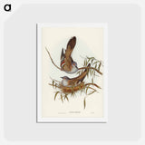 アートポストカード-Crested Pigeon
 - ジョン グールド Postcard.