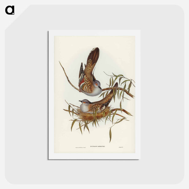 アートポストカード-Crested Pigeon
 - ジョン グールド Postcard.