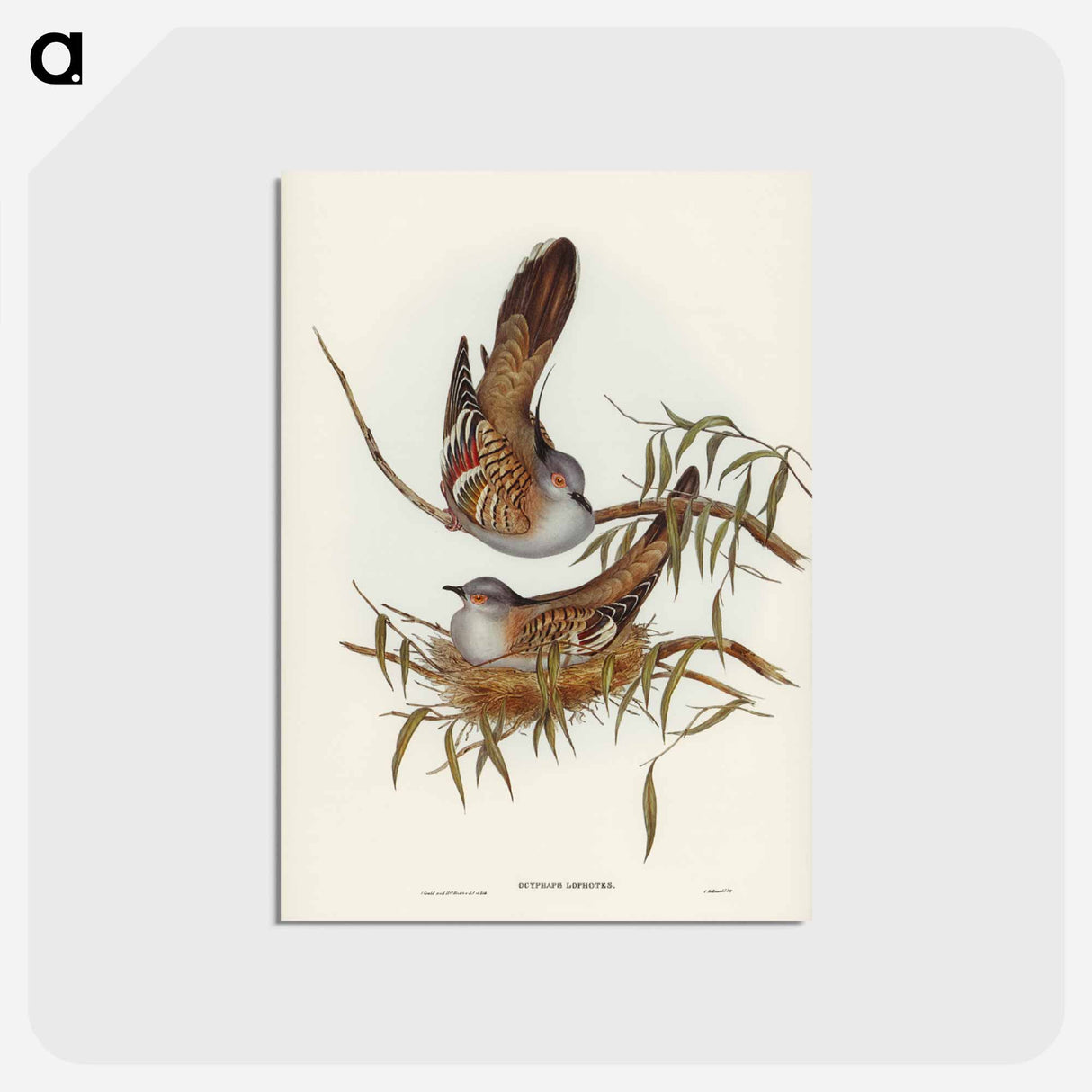 アートポストカード-Crested Pigeon
 - ジョン グールド Postcard.