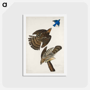 アートポストカード-Stanley Hawk
 - ジョン ジェームス オーデュボン Postcard.
