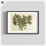 アートポスター-Nispero, Naseberry, or Sappatilla Tree
 - 国立医学図書館 Poster.
