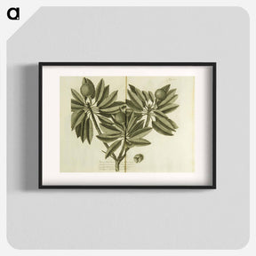 アートポスター-Nispero, Naseberry, or Sappatilla Tree
 - 国立医学図書館 Poster.