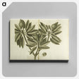 アートパネル-Nispero, Naseberry, or Sappatilla Tree
 - 国立医学図書館 Canvas.