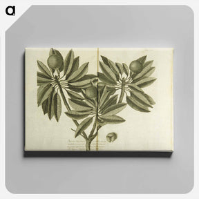 アートパネル-Nispero, Naseberry, or Sappatilla Tree
 - 国立医学図書館 Canvas.