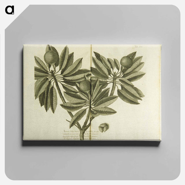 アートパネル-Nispero, Naseberry, or Sappatilla Tree
 - 国立医学図書館 Canvas.