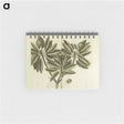 アートメモ帳-Nispero, Naseberry, or Sappatilla Tree
 - 国立医学図書館 Memo.