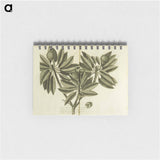 アートメモ帳-Nispero, Naseberry, or Sappatilla Tree
 - 国立医学図書館 Memo.