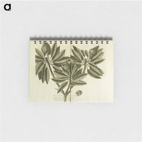 アートメモ帳-Nispero, Naseberry, or Sappatilla Tree
 - 国立医学図書館 Memo.